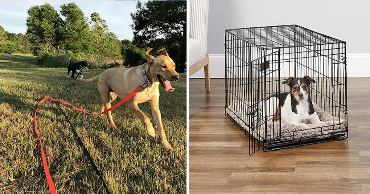 Clever Ways to Save Money as a Dog Owner Clever Ways to Save Money as a Dog Owner