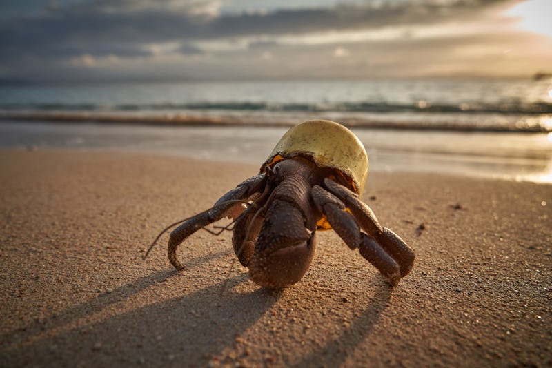 A terrestrial hermit crab wears its new shell, a faded yellow plastic bottle cap, in front of a post...