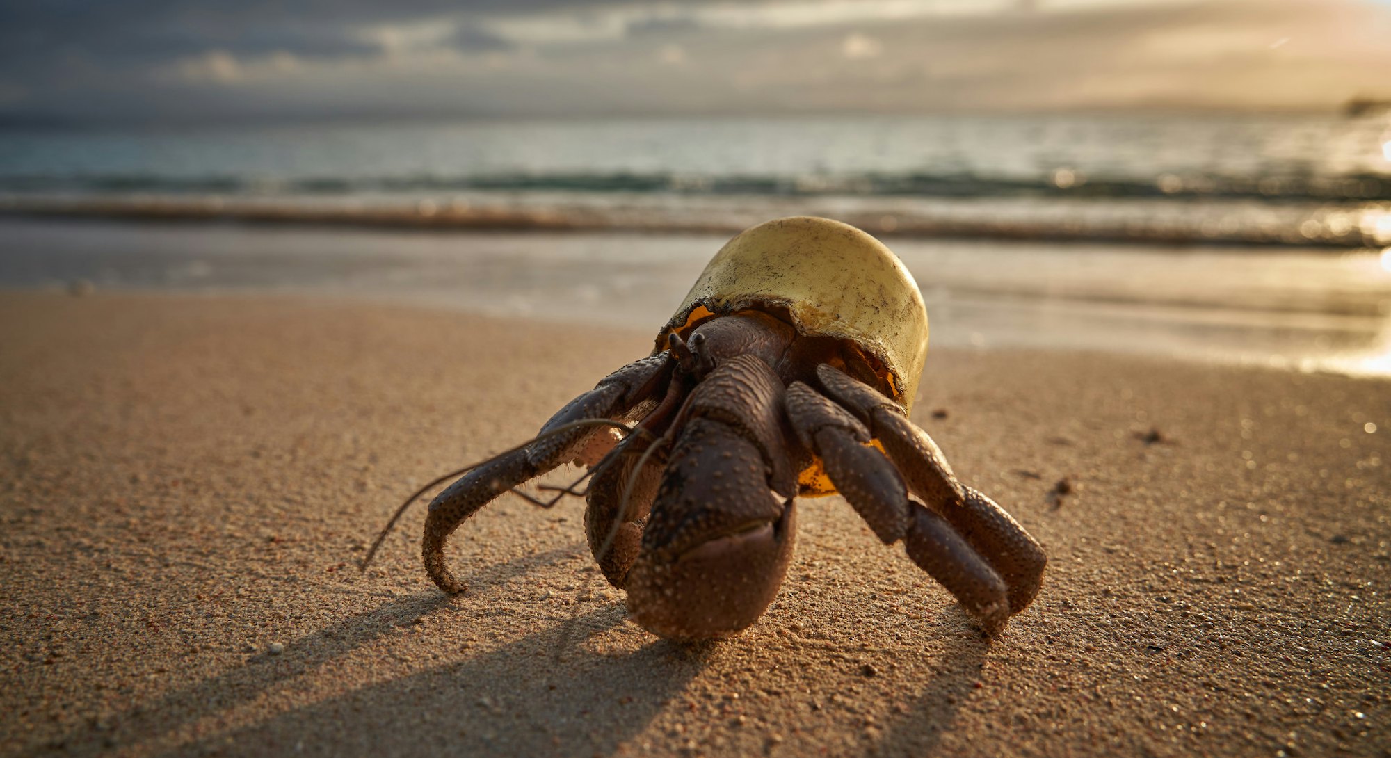 A terrestrial hermit crab wears its new shell, a faded yellow plastic bottle cap, in front of a post...