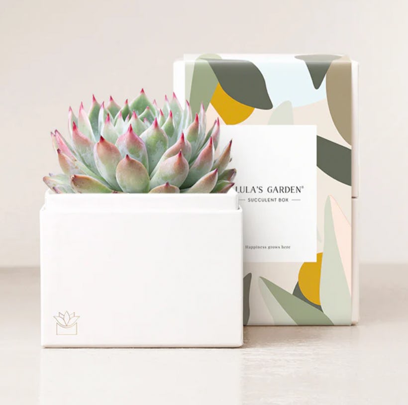 Bliss Garden Succulent