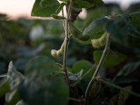 gmo soy plant