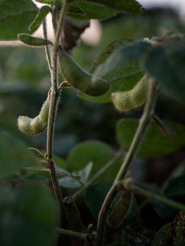 gmo soy plant