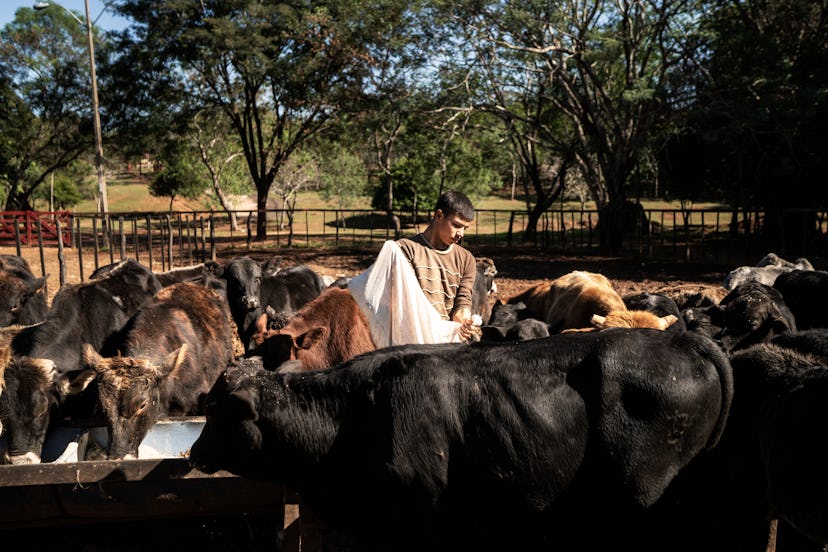 Isaias Fernández tends to the cattle.