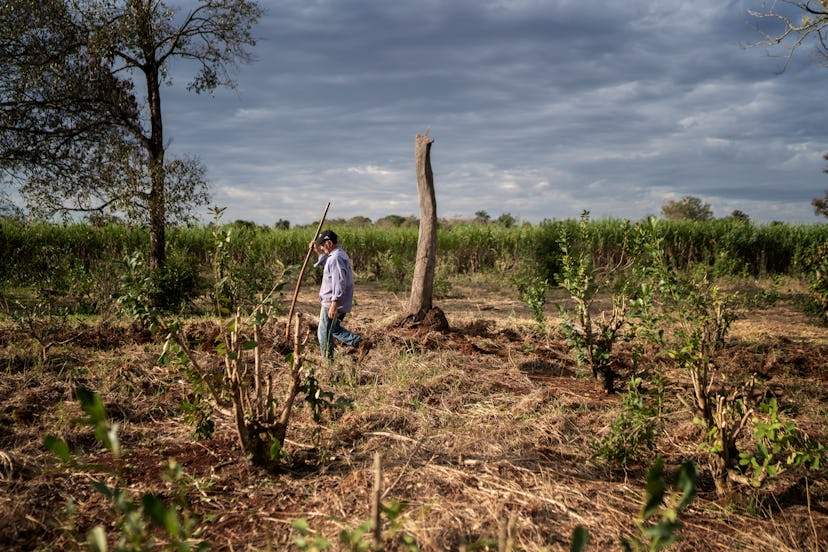 Lorenzo Espinola walks beside a soy field. 