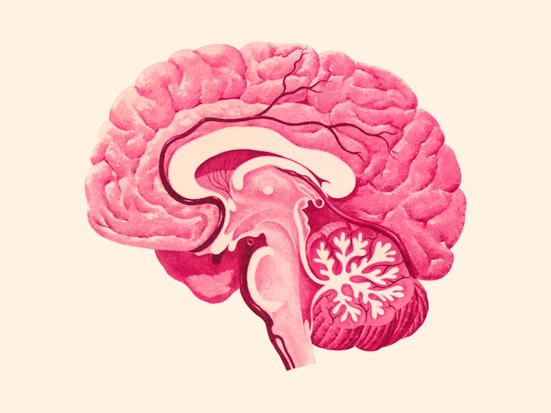 brain