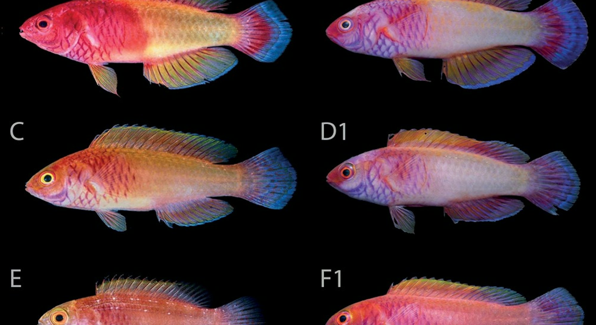Six rainbow fishes belonging to the new species