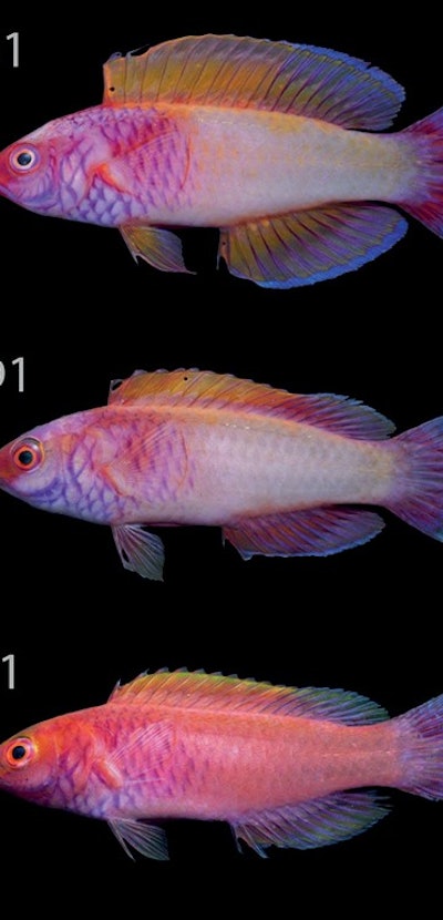 Six rainbow fishes belonging to the new species