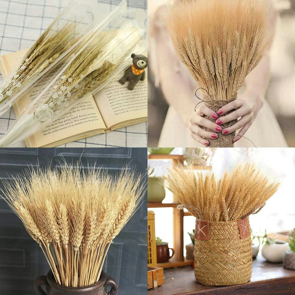 EOSAGA Golden Dried Wheat Sheaves