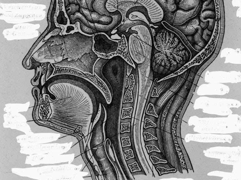 Cross section of the human head and neck