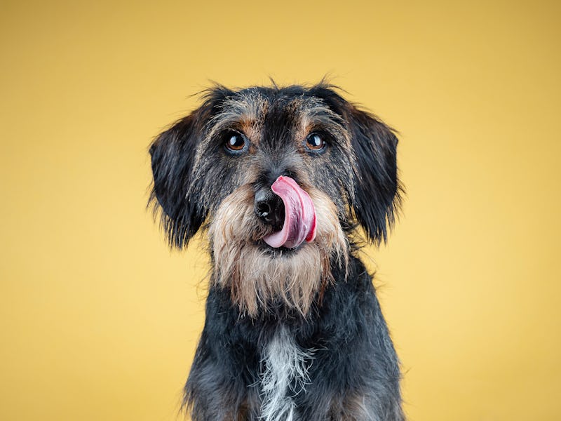 Closeup of dog licking its mouth