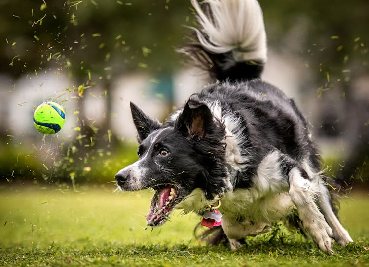 Dog chasing ball in grass