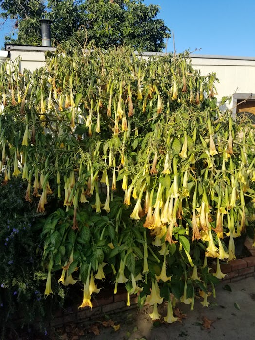 Angel's Trumpet tree in backyard 