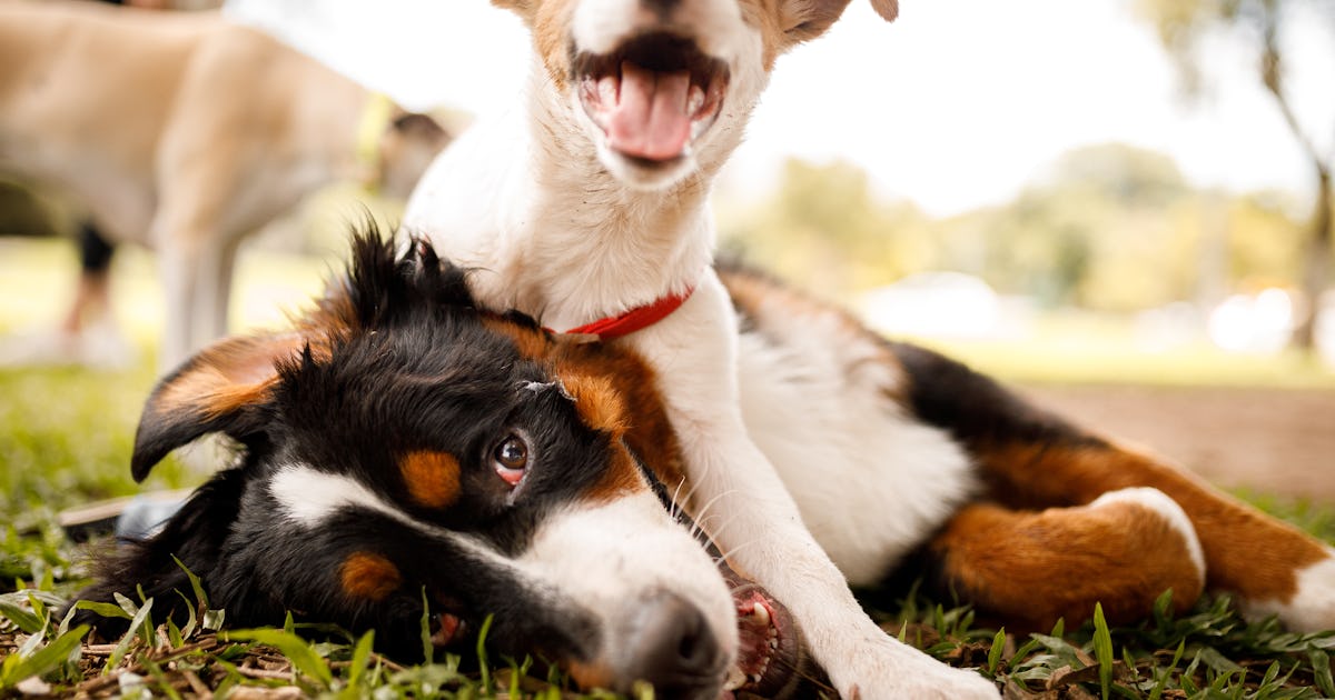 Do dogs have memories? The answer might surprise you Do dogs have memories? The answer might surprise you