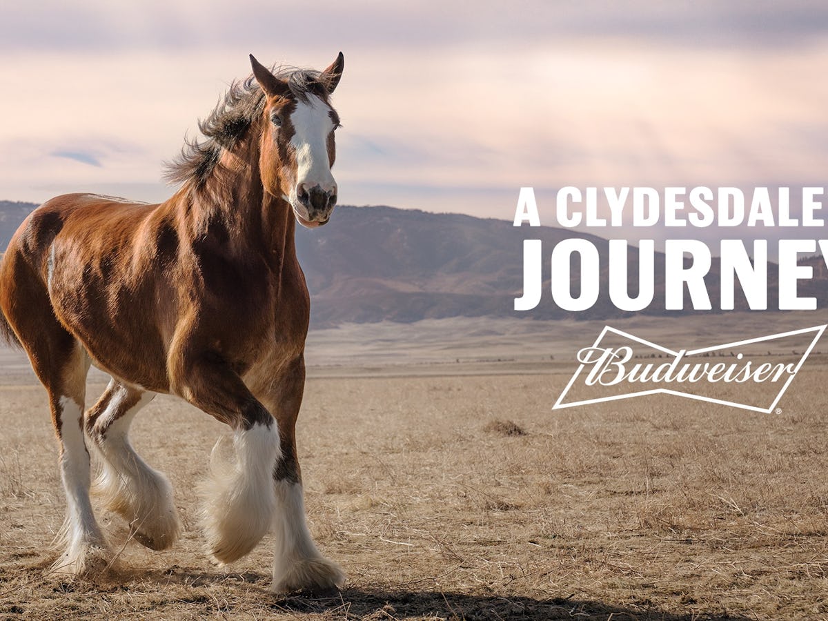 Budweiser Is Back With A Commercial For Super Bowl 2022 Featuring A “Brand Icon”
