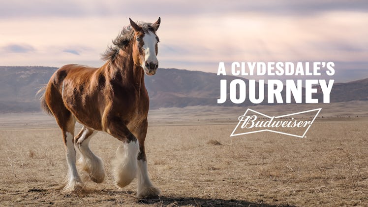 Budweiser is back with a commercial for Super Bowl 2022 featuring a “brand icon."