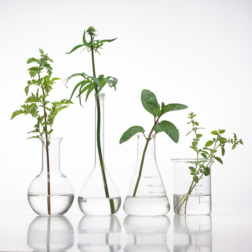 Purslane skin care plants in beakers