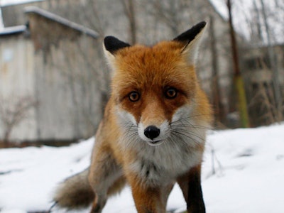 A fox stands in front of an abandoned building in Pripyat, Ukraine. After the Chernobyl nuclear acci...