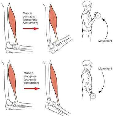 Muscles move your limbs and body by contracting or releasing.