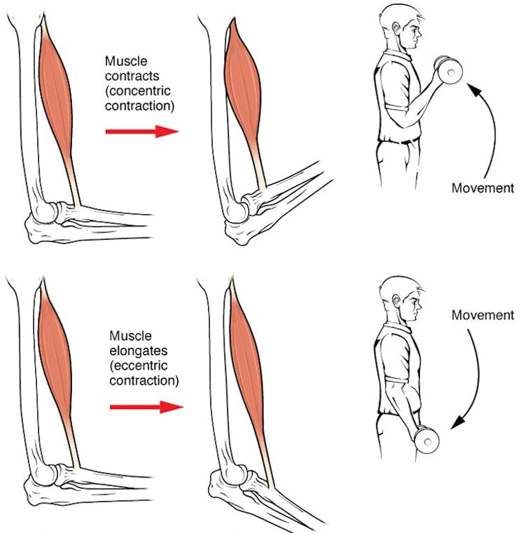 Muscles move your limbs and body by contracting or releasing.