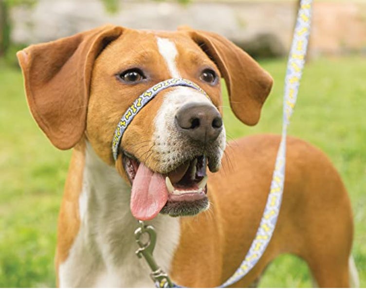 PetSafe No-Pull Head Collar