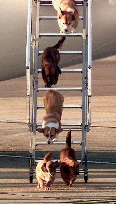 Queen Elizabeth II’s dogs exiting her aircraft