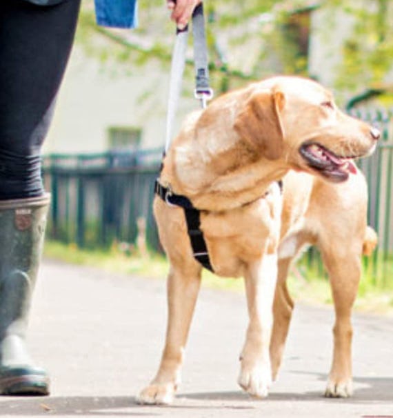 2 Hounds Design No-Pull Harness