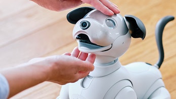 Someone petting the Sony Aibo.