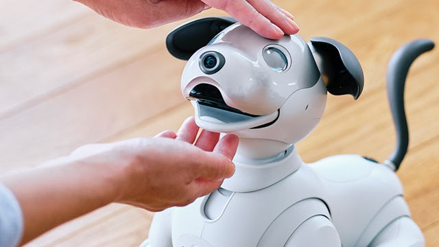 Someone petting the Sony Aibo.