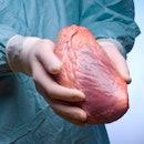 Researchers may have unlocked the holy grail of organ transplantation.