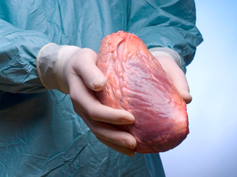 Researchers may have unlocked the holy grail of organ transplantation.