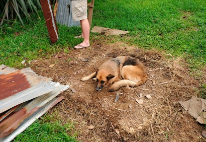 German shepherd lying on the dirt ground.