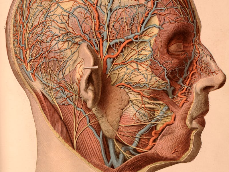 nerves, head