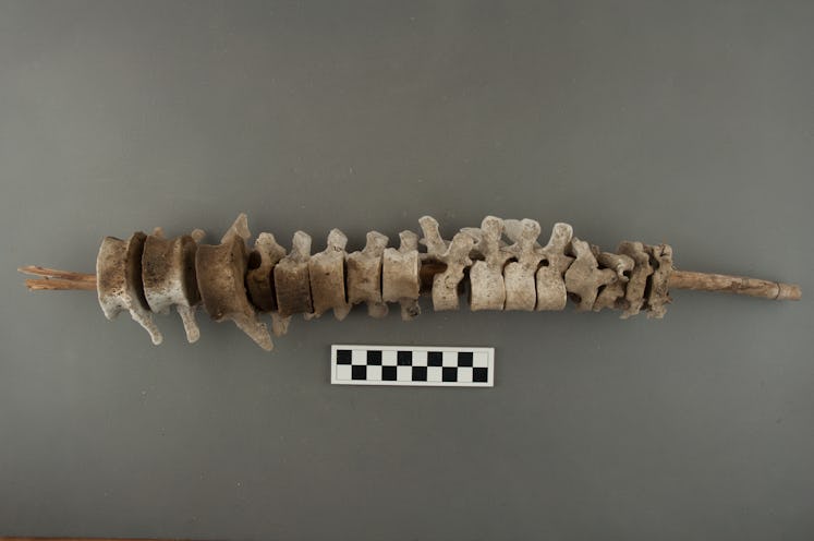 A reed stacked with human vertebrae.