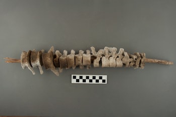 A reed stacked with human vertebrae.
