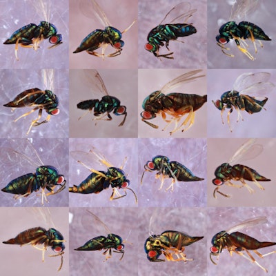 Gallery of  O labotus wasps