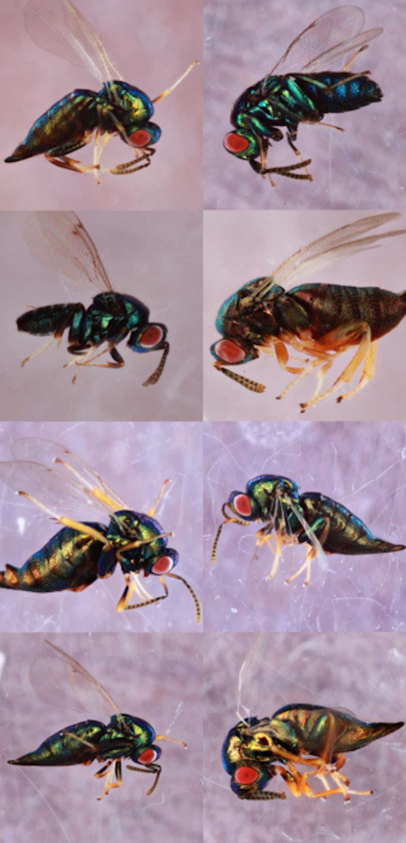 Gallery of  O labotus wasps