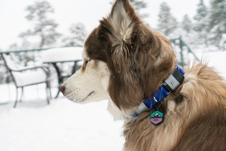 The Best Smart Dog Collars