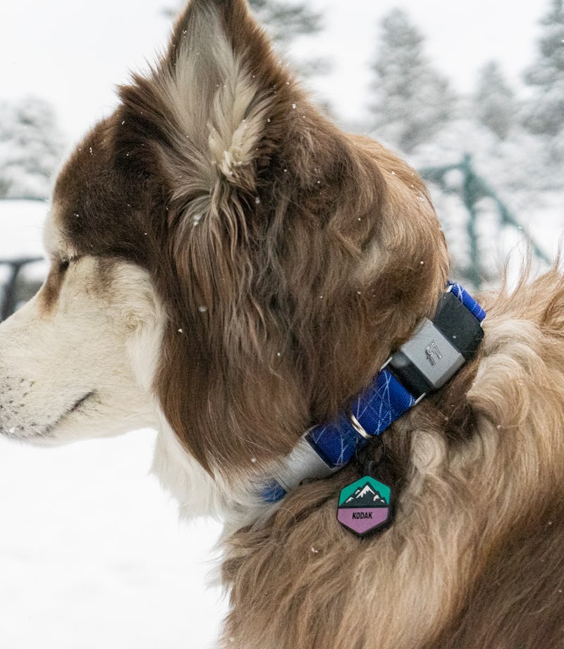 The Fi Smart Dog Collar looks like a regular collar, but packs a technological punch.
