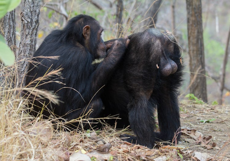Chimps have huge testicles for their size.