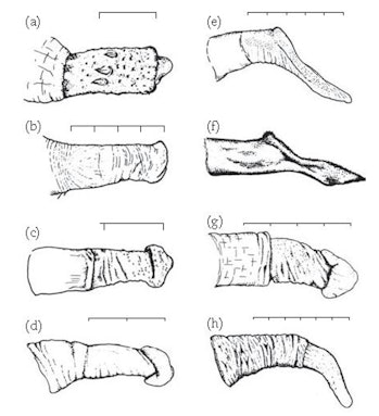 Some of the complex penises found in multi-male to multi-female mating primates such as chimpanzees ...