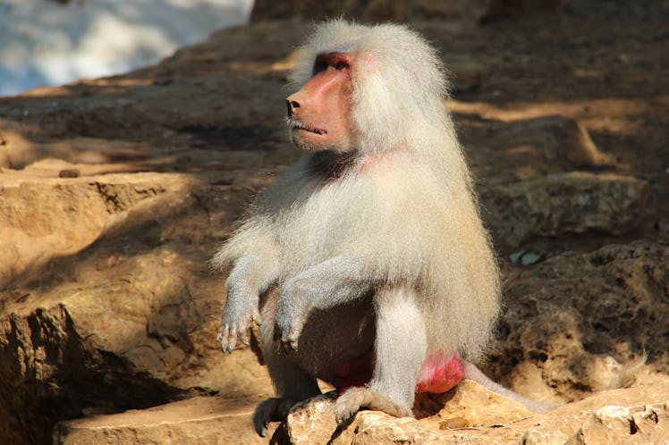 Hamadryas baboons have unusually long penises.