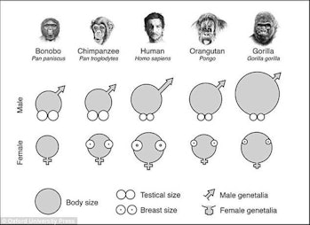 Great ape sexual organs, compared for size (bonobos are flat-chested until they get pregnant).