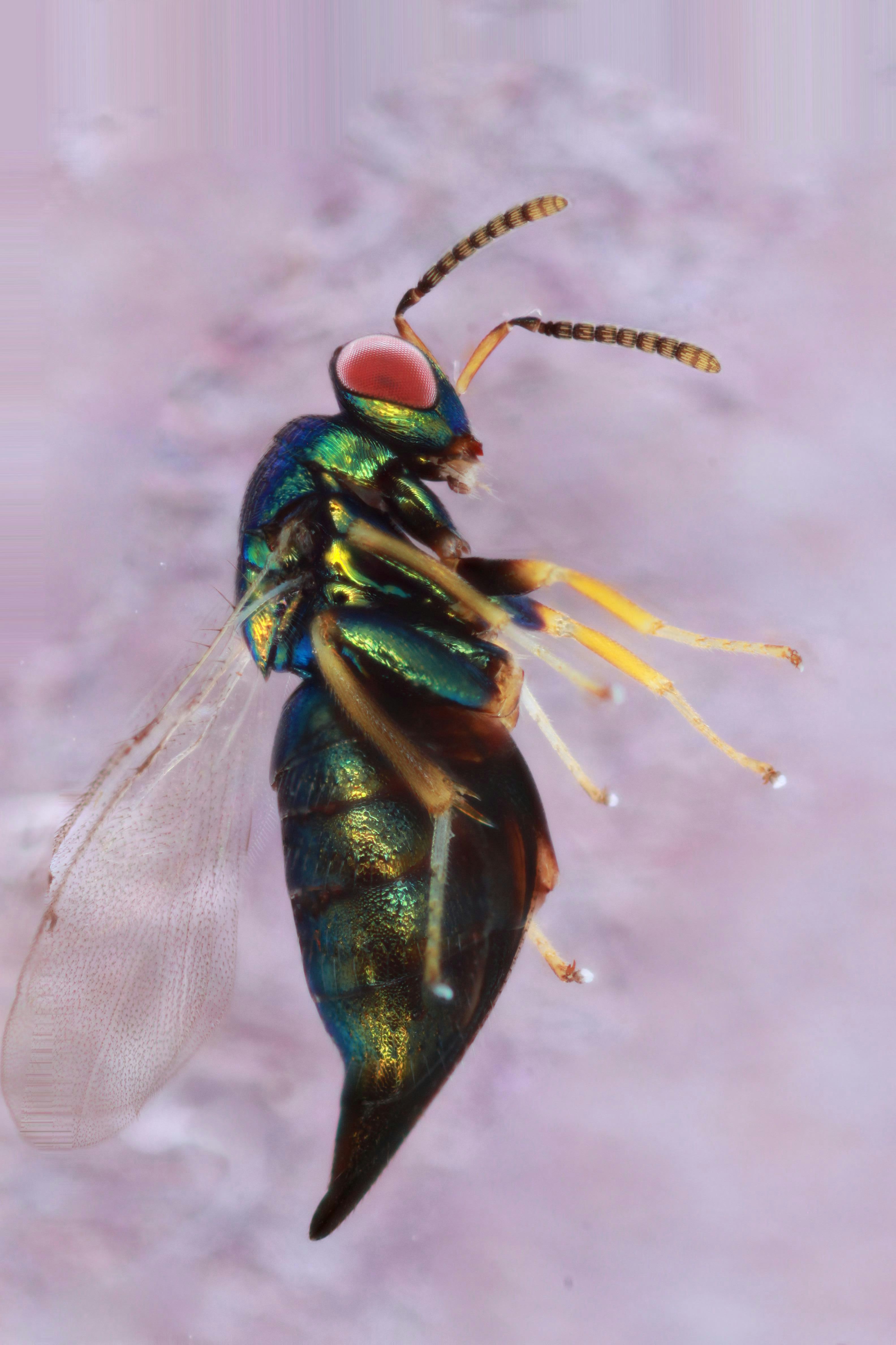 Ormyrus labotus up close