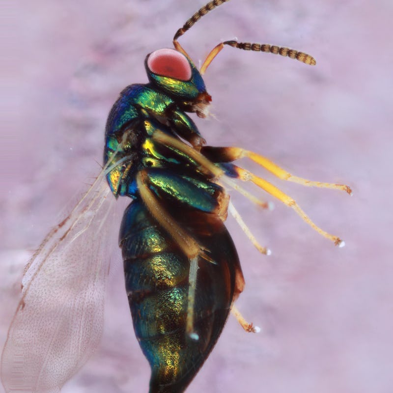 Ormyrus labotus up close
