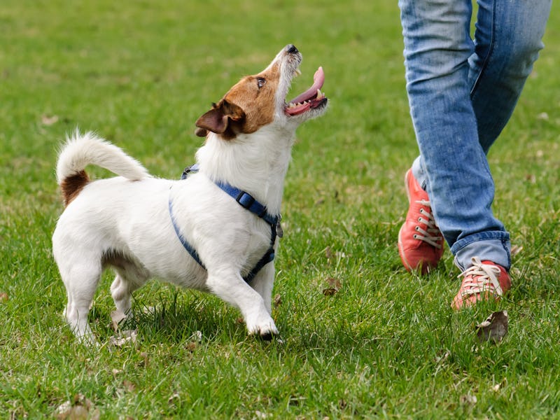 Dog walking in grass next to owner