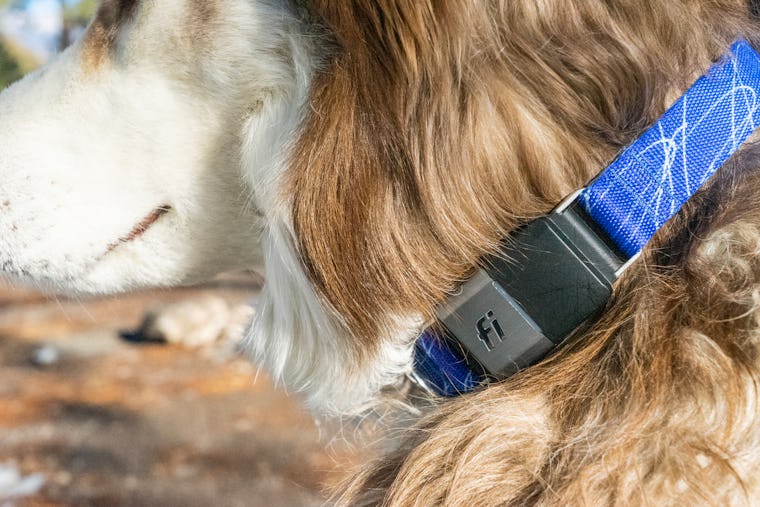 Fi Smart Dog Collar review Does your dog really need a WiFiconnected