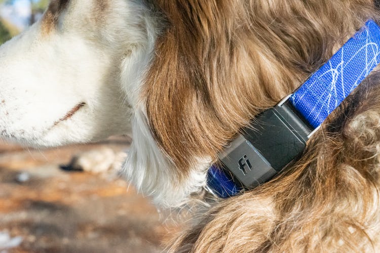 Fi Smart Dog Collar Review