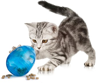 Best interactive wobble cat toy for when you are away