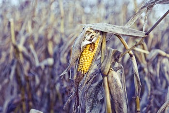 Dying corn field