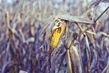 Dying corn field